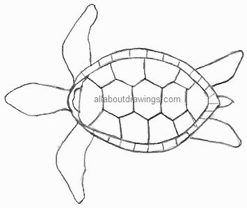 355x299 Turtle Drawings - Turtle Sketch