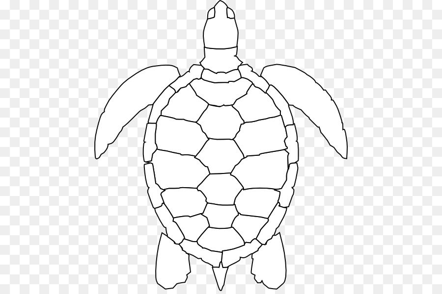 900x600 Green Sea Turtle Drawing Clip Art - Turtle Sketch