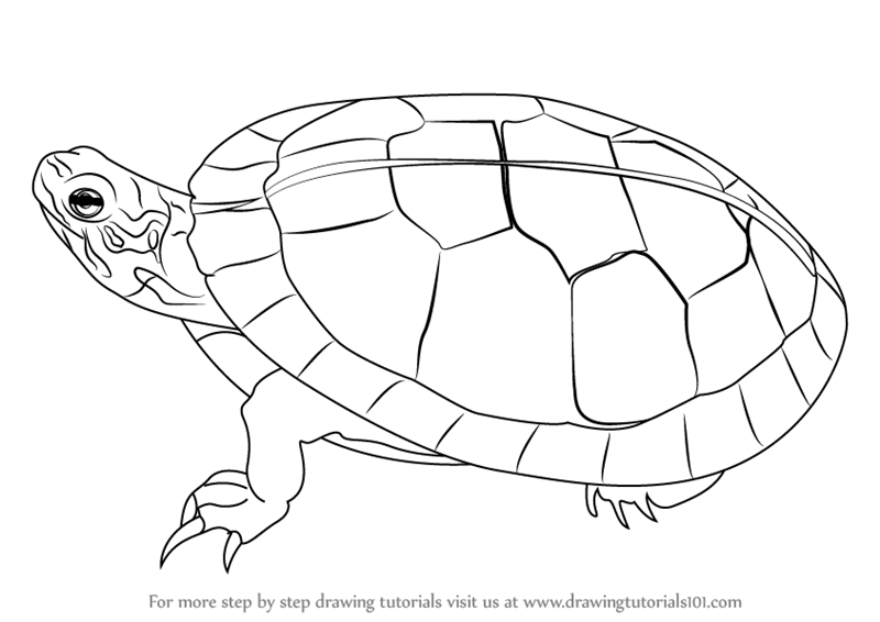 800x566 Learn How To Draw A Painted Turtle (Turtles And Tortoises) Step By - Turtle Sketch Easy