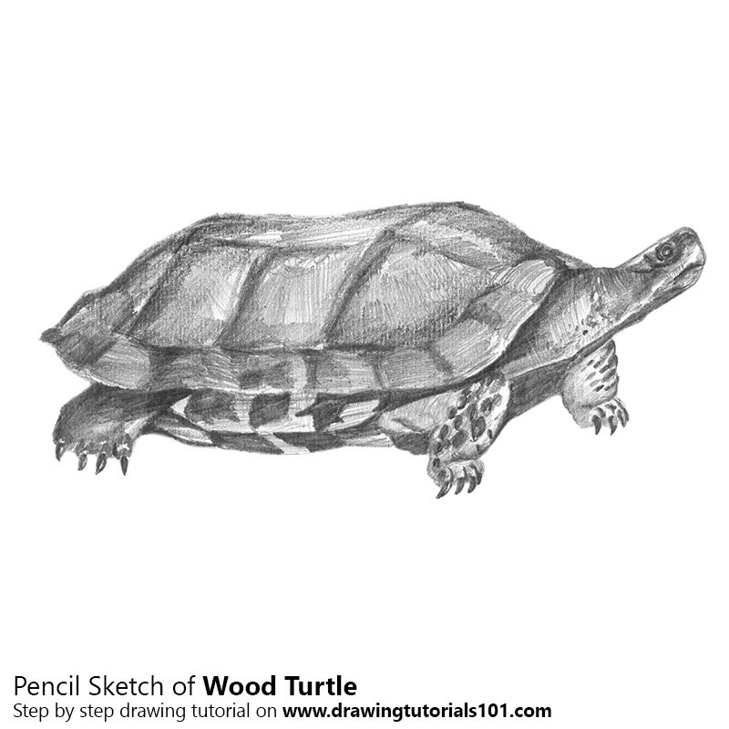 800x800 Wood Turtle Pencil Drawing - Turtle Sketch Easy