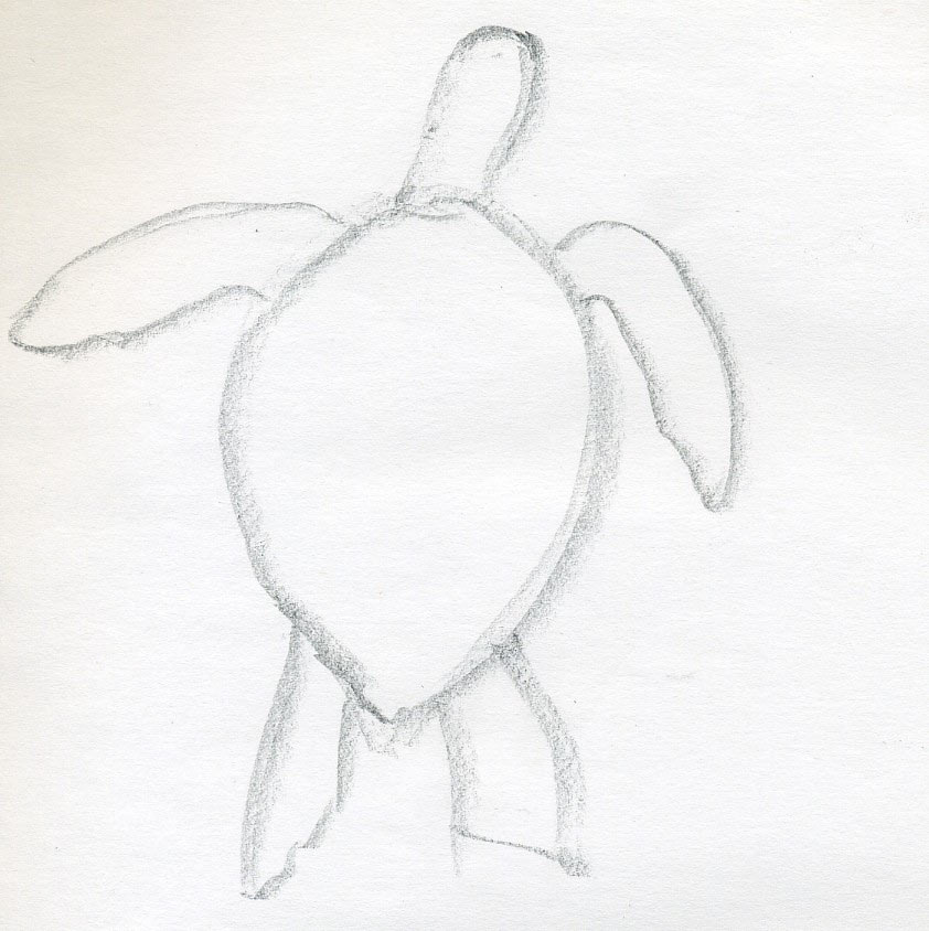 842x844 How To Draw A Turtle - Turtle Sketch Easy