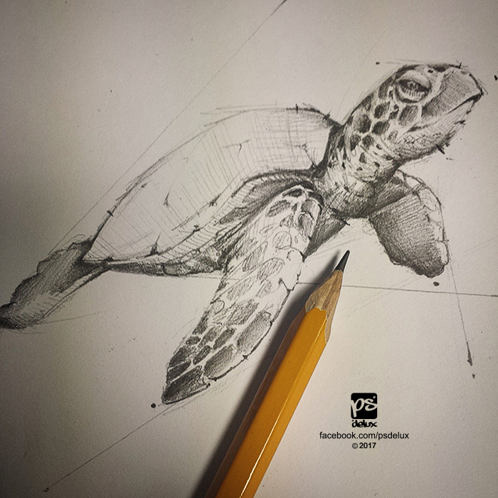 Snapping Turtle Sketch at PaintingValley.com | Explore collection of