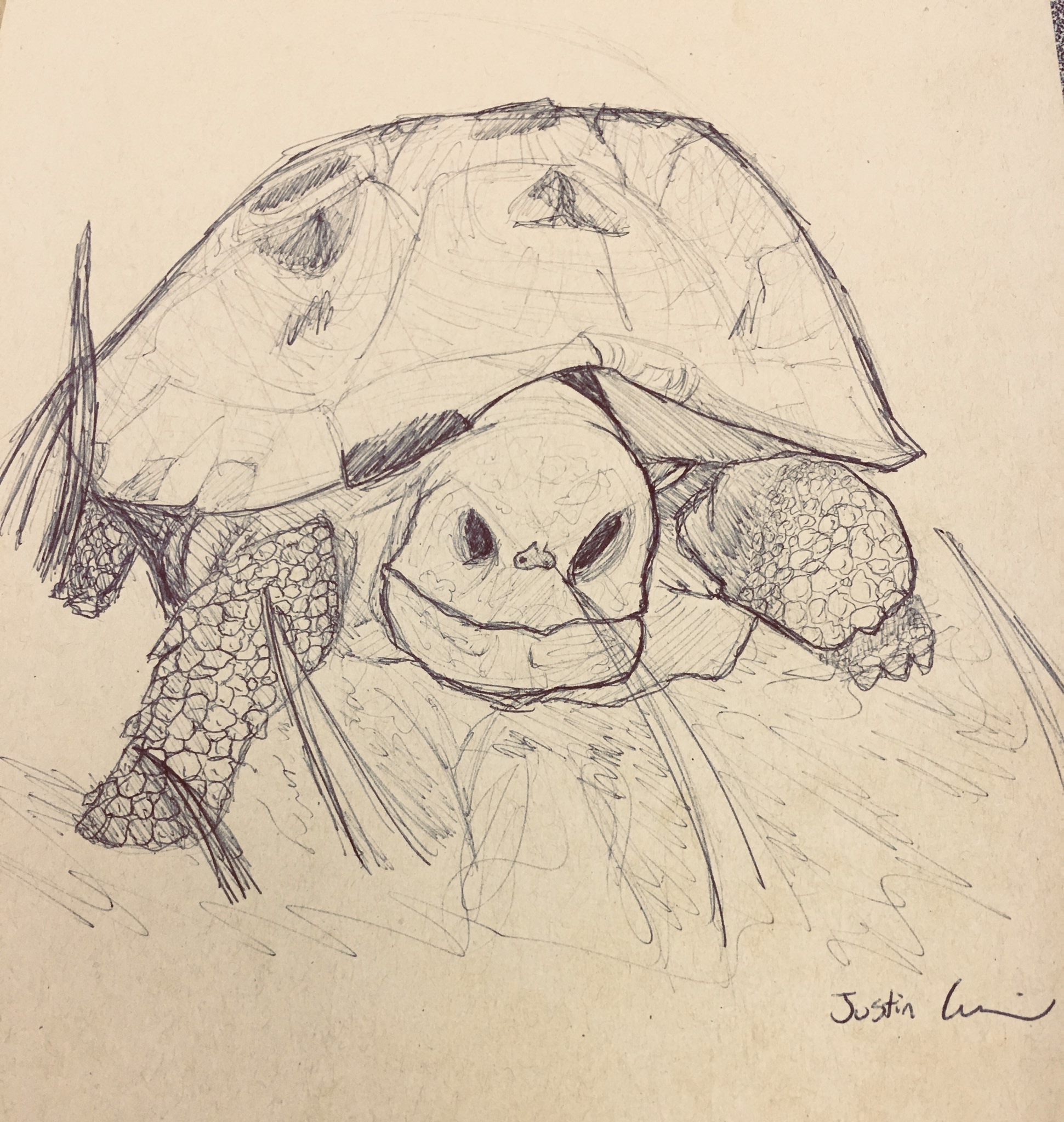 1941x2048 Turtle Sketch - Turtle Sketch Images