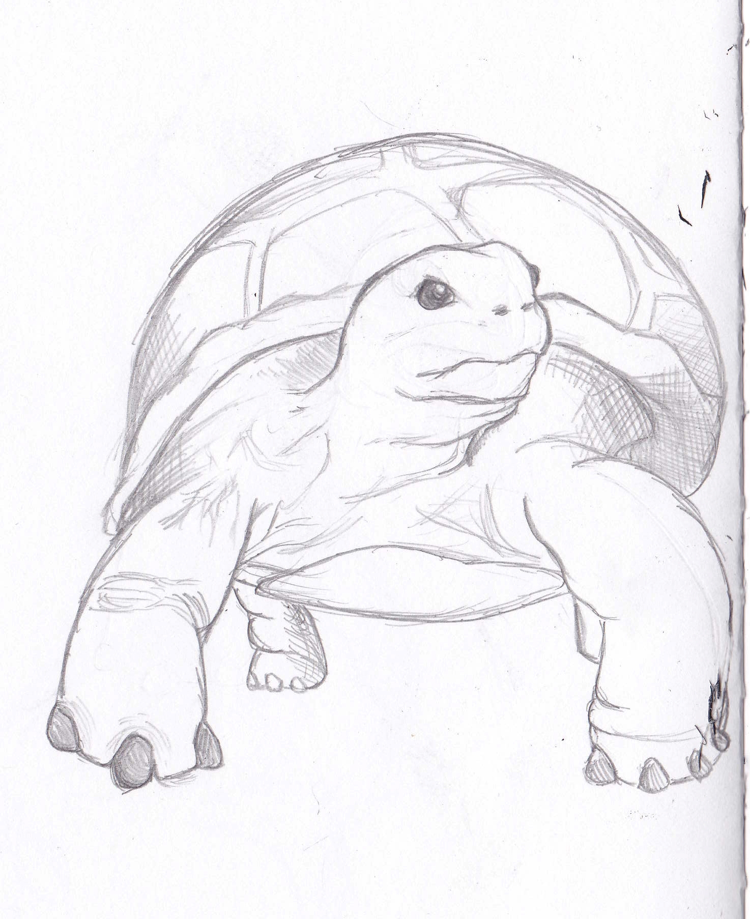 Turtle Sketch Images at PaintingValley.com | Explore collection of ...