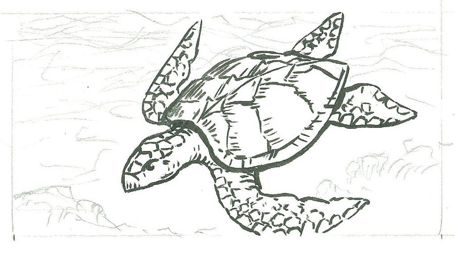 900x501 Turtle Sketch Card Wip By Tlclark - Turtle Sketch Images
