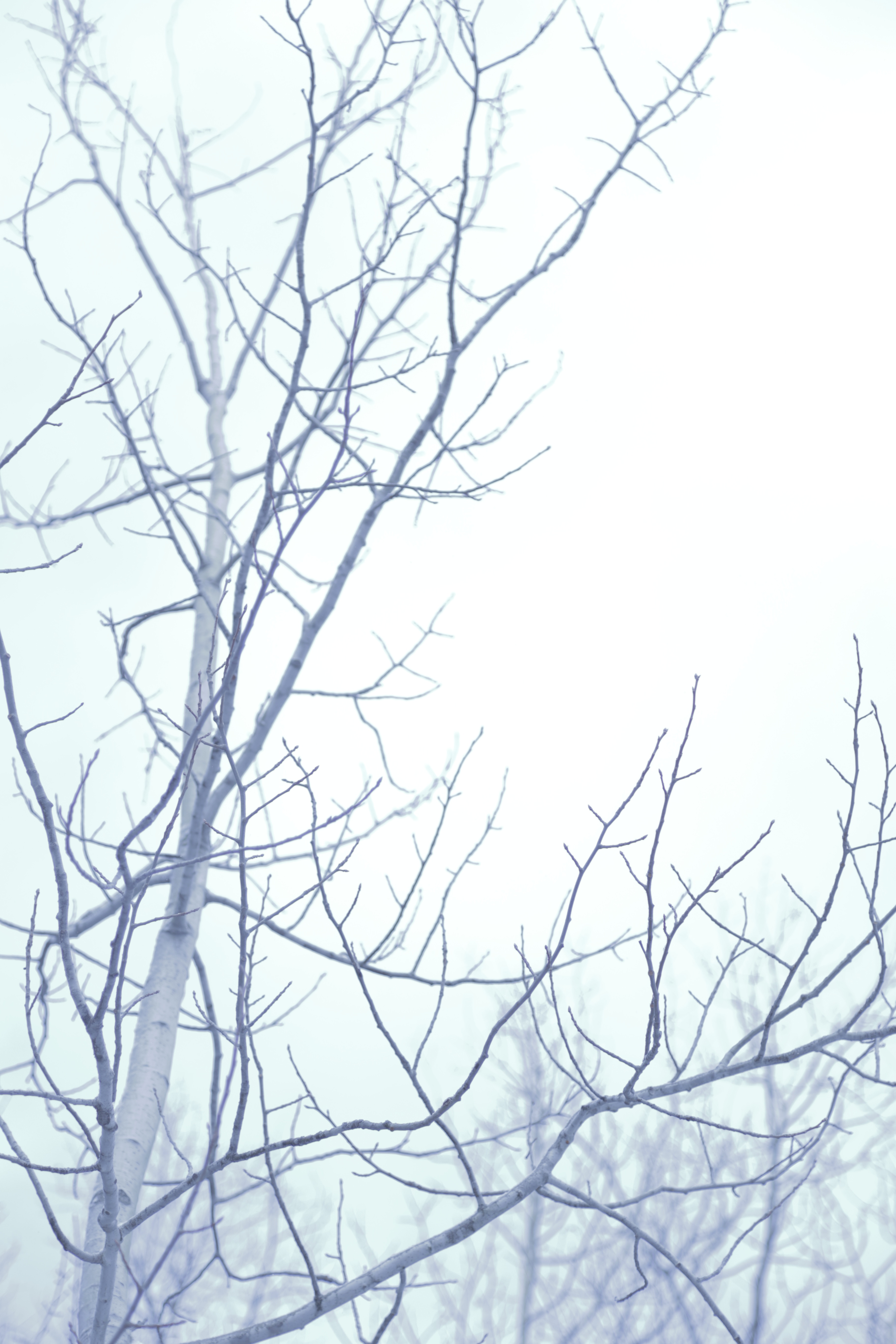 3648x5472 Free Images Tree, Branch, Twig, Sketch, Drawing, Line Art - Twig Sketch