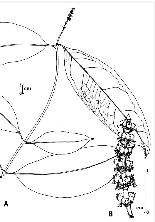 528x756 Habit Sketch Of Gnetum Gnemon Linn. A A Twig B An Inflorescence - Twig Sketch