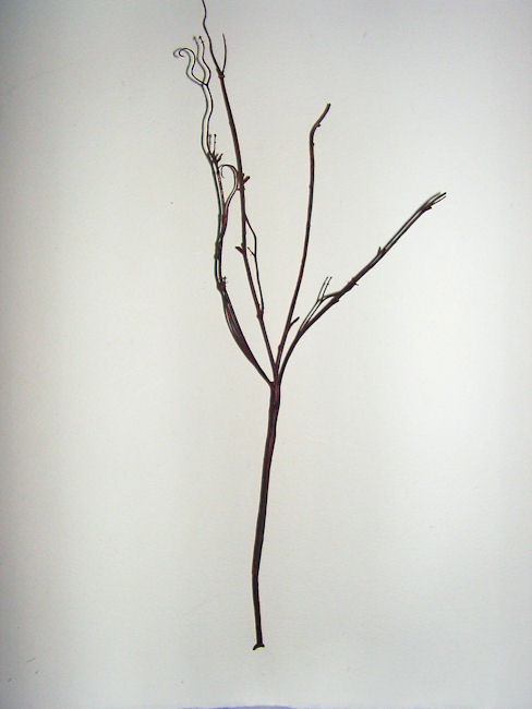 488x650 Imitation Short Stem Twig Withycombe Fair - Twig Sketch