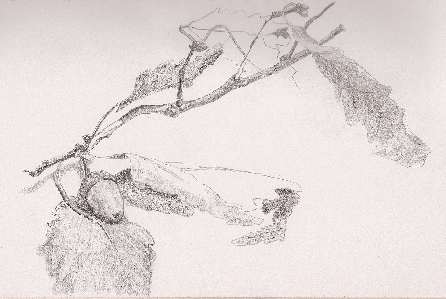 1527x1024 Sketch A Day 2011 September 16, 2011 - Twig Sketch