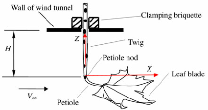 425x226 Sketch Of Leaf And Twig In Wind Tunnel Download Scientific Diagram - Twig Sketch