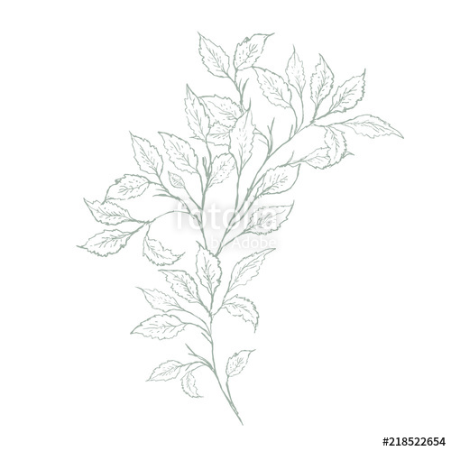 500x500 Soft Hand Drawn Mint Green Twig, White Background. Delicate Green - Twig Sketch