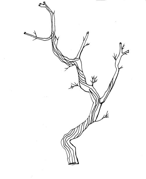 500x613 Twig Clipart Hand Drawn Dividers To Decorate Your Blog Or Books - Twig Sketch