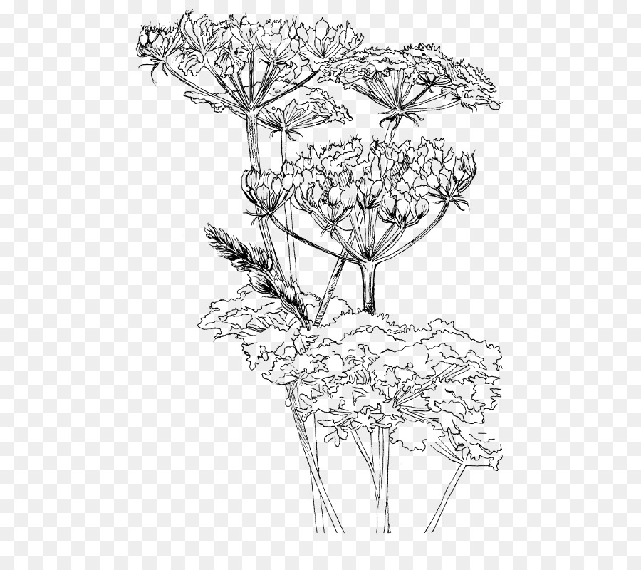 900x800 Twig Drawing Hogweed Leaf Sketch - Twig Sketch