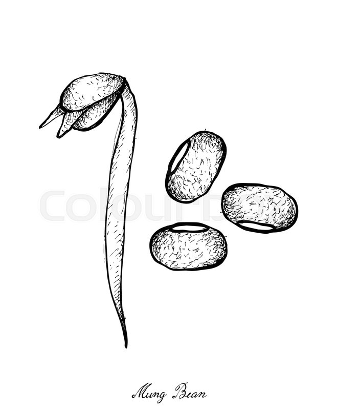 659x800 Vegetable, Illustration Of Hand Drawn Sketch Fresh Mung Bean And - Twig Sketch