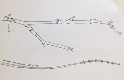 400x258 Nic Squirrell Twig Sketch - Twig Sketch