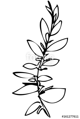 334x500 Vector Sketch Of A Plant Twig And Leaves Stock Image And Royalty - Twig Sketch