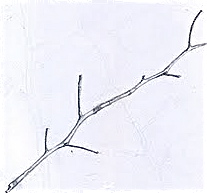 207x193 Christine Lumans Sketches - Twig Sketch