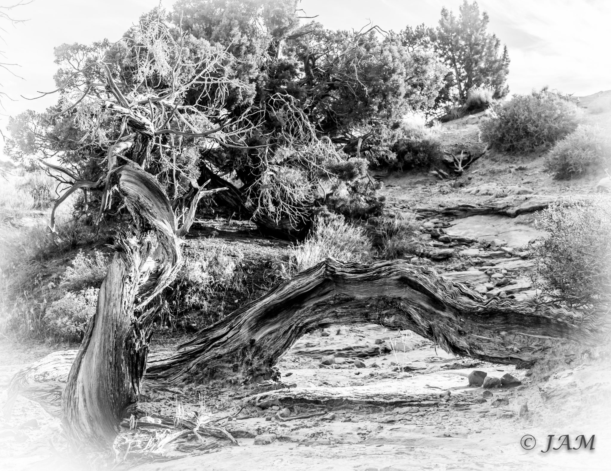 2048x1578 Twisted Tree 3 Jam Designs - Twisted Tree Sketch