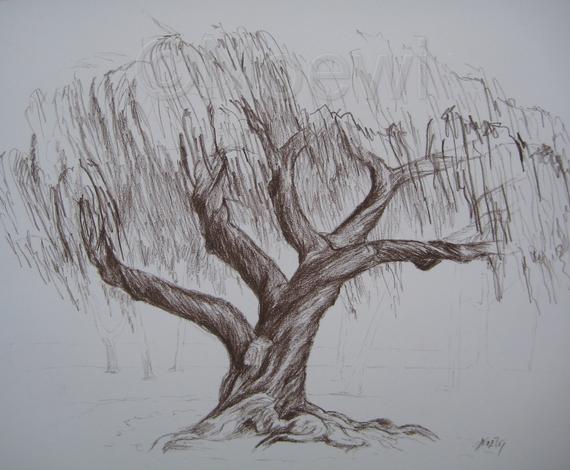 570x470 Twisted Tree Original Drawing By Noewi Sketch Nature Landscape Etsy - Twisted Tree Sketch