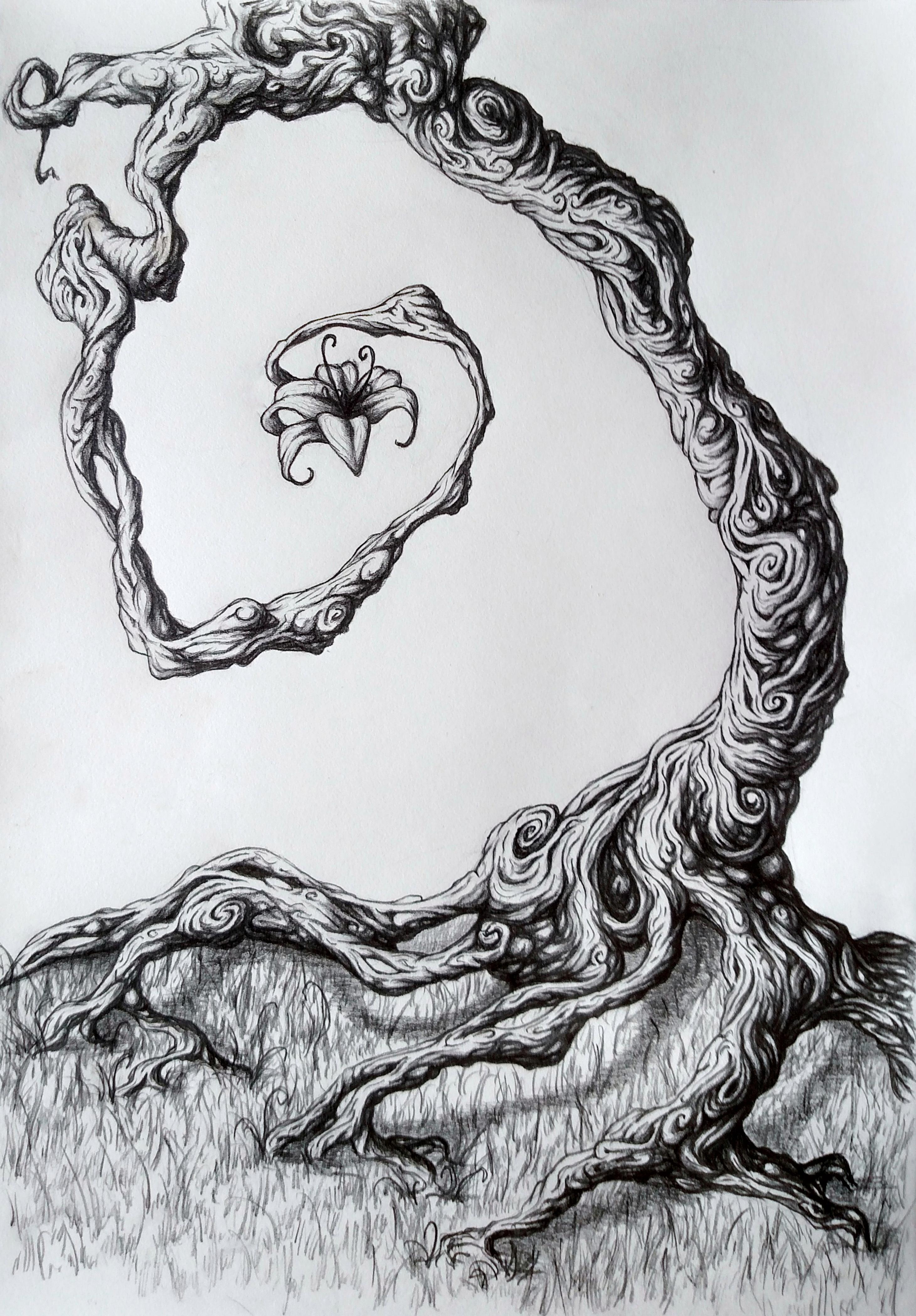 2921x4195 Twisted Tree, Pencil, 9x12 Art - Twisted Tree Sketch