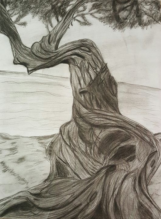 530x720 Twisted Tree - Twisted Tree Sketch