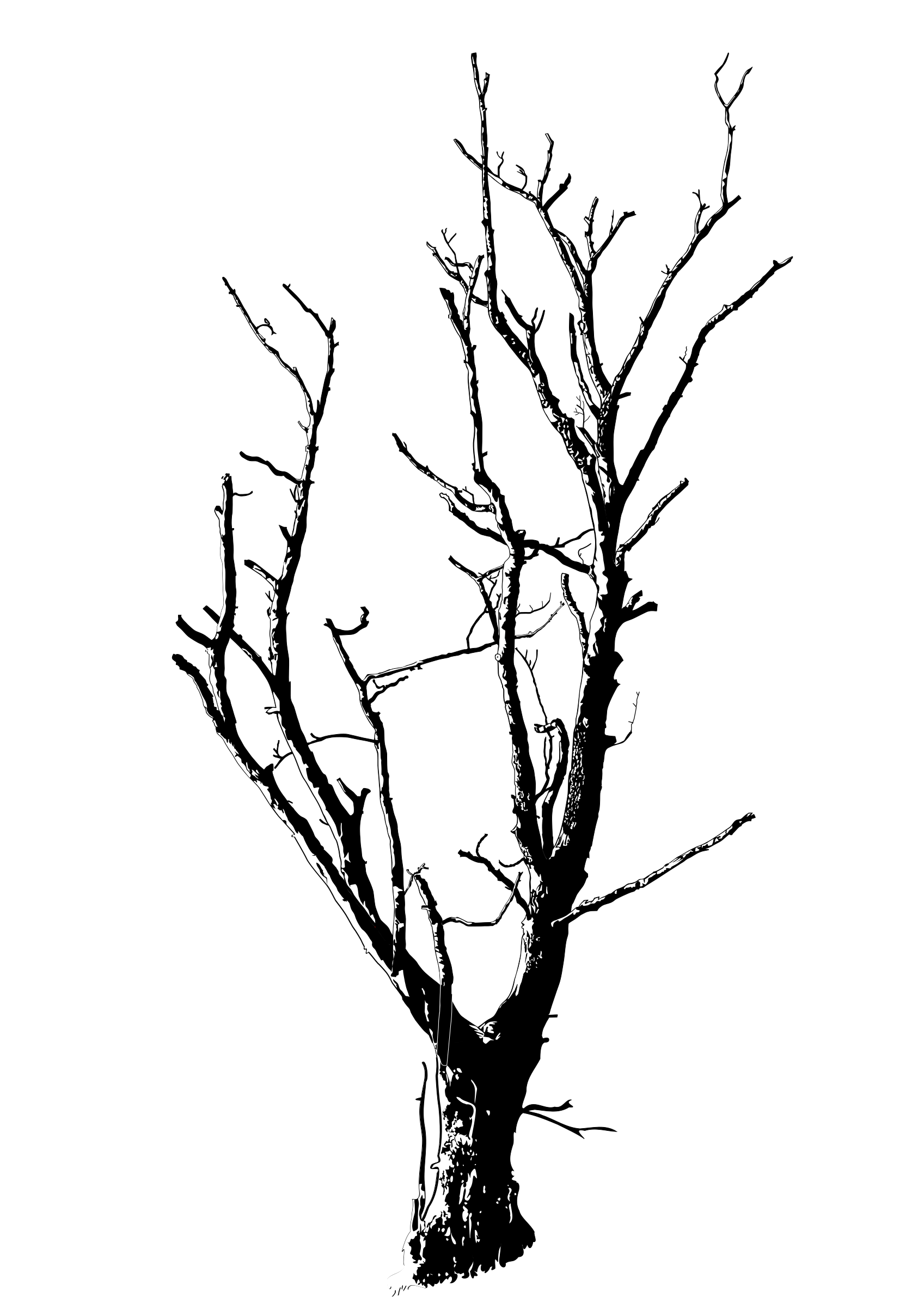 1697x2400 Twisted Tree Clip Art Library Library - Twisted Tree Sketch