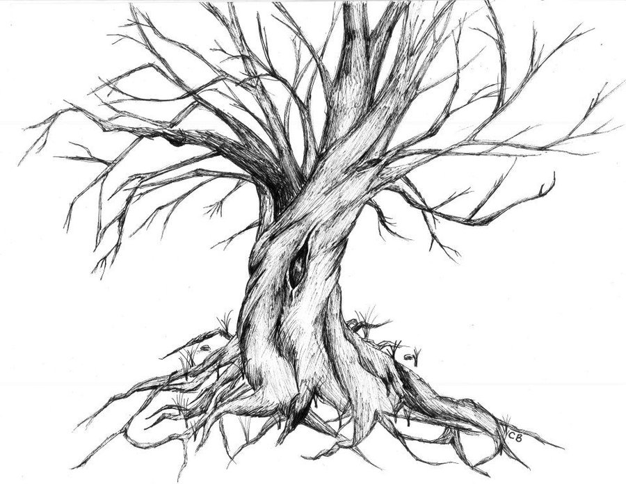 900x696 Twisted Tree Trunk Drawing - Twisted Tree Sketch