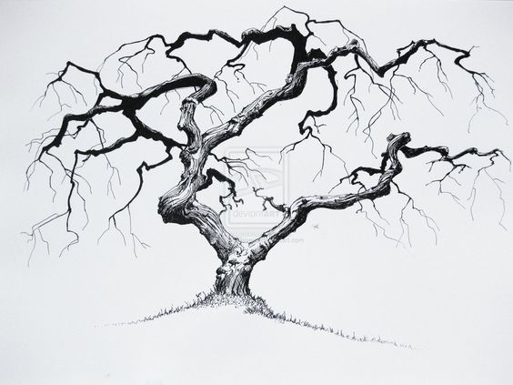 564x423 Small Twisted Tree - Twisted Tree Sketch