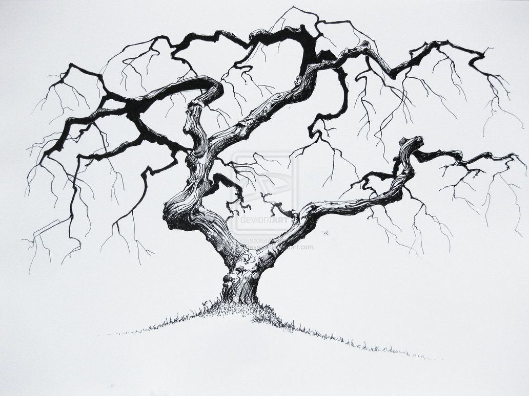 1032x774 Small Twisted Tree - Twisted Tree Sketch