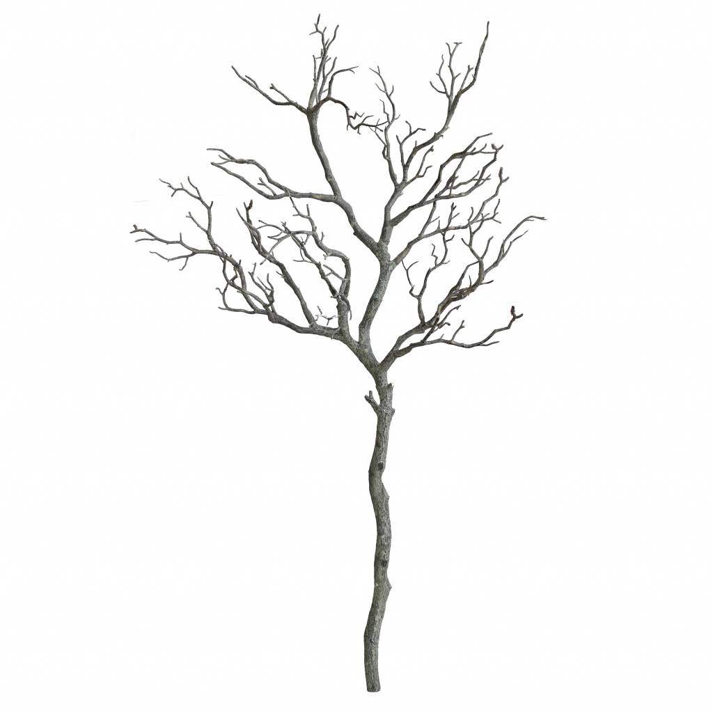 Twisted Tree Sketch at PaintingValley.com | Explore collection of ...