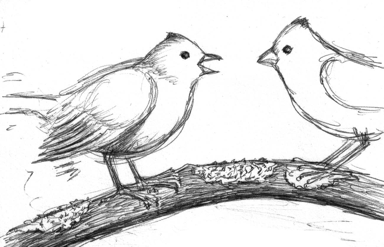 1300x839 Just Around The Corner Bird Babies - Two Birds Sketch