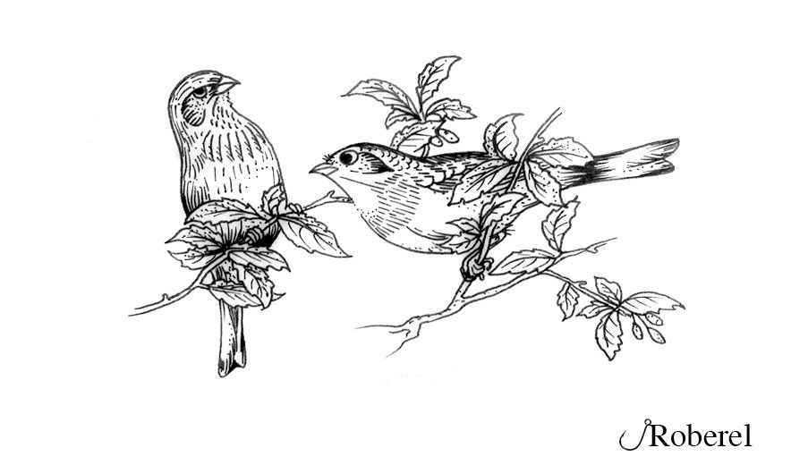 Two Birds Sketch at PaintingValley.com | Explore collection of Two ...