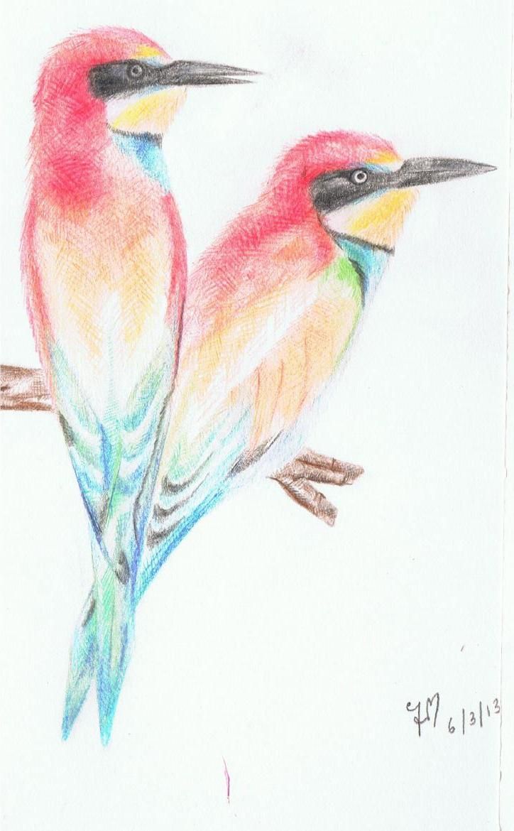 724x1170 Two Birds On A Branch. Coloured Pencil Drawing. Birds Are - Two Birds Sketch