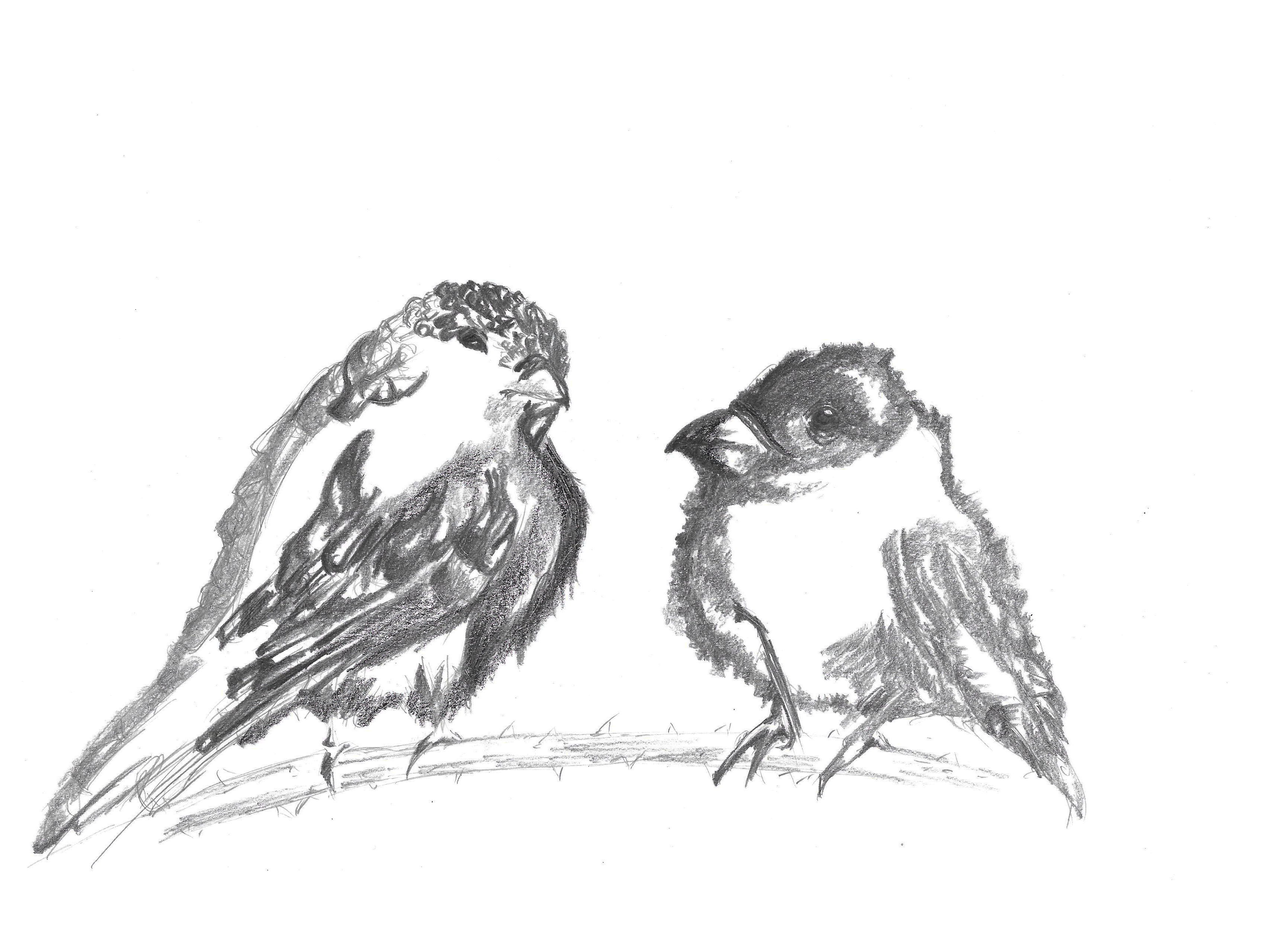 3466x2502 Two Birds Sitting On A Branch Black Balloonz - Two Birds Sketch