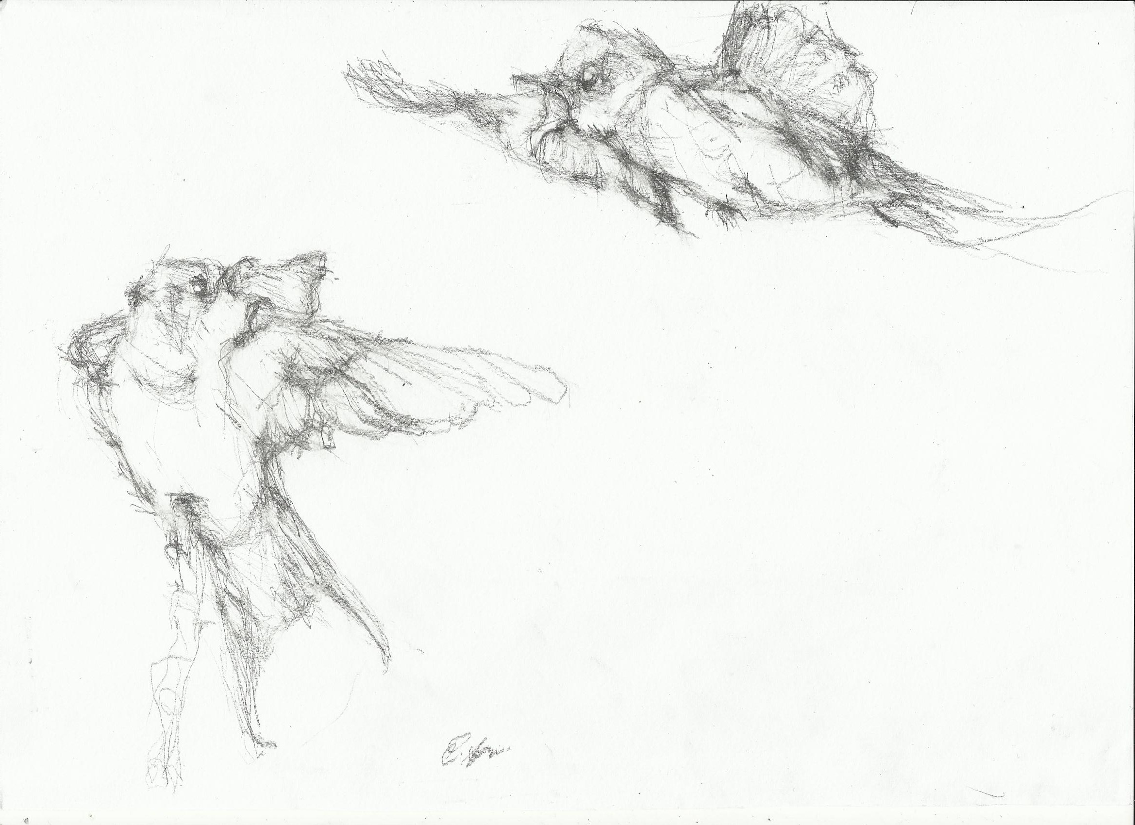 2338x1700 Two Swallows Drawing Nightwithdeer - Two Birds Sketch