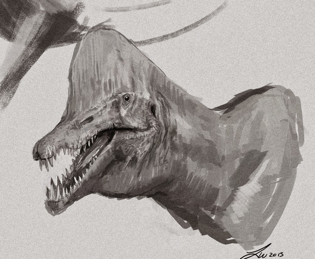 1004x826 Spino Dragon Sketch Two Dimensional - Two Dimensional Sketch