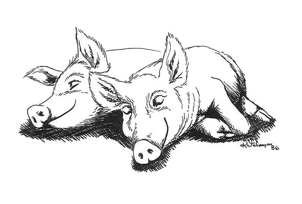 591x400 Two Happy Pigs (Ink Sketch) Kerri Bennett Williamson - Two Sketch