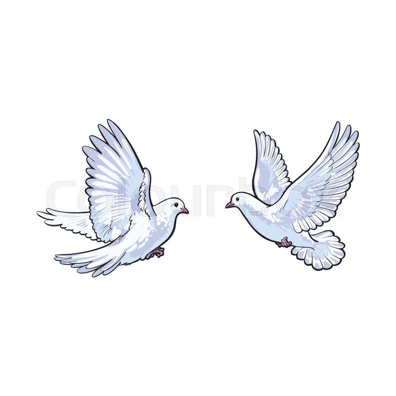 800x800 Two Free Flying White Doves, Sketch Vector Illustration Isolated - Two Sketch