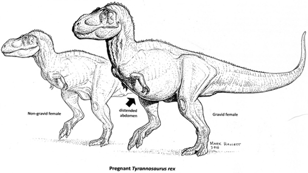 620x349 Pregnant T. Rex Discovery Could Shed Light On Dinosaur - Tyrannosaurus Rex Sketch