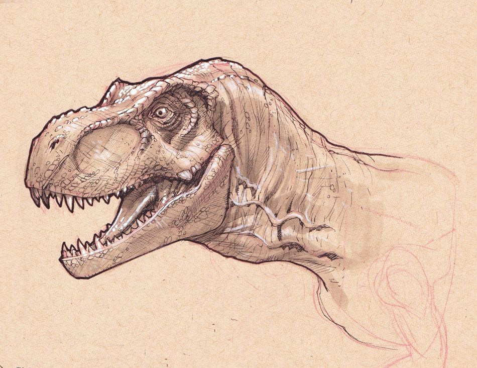 950x732 T Rex Head Study By Stephaneroux Dinosaur - Tyrannosaurus Rex Sketch