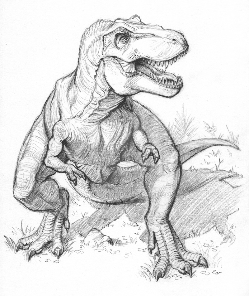 800x949 T Rex Sketch By Almayer - Tyrannosaurus Rex Sketch