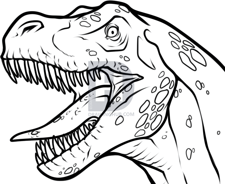 745x608 How To Draw A T Rex Head, Step By Step, Drawing Guide, By - Tyrannosaurus Rex Sketch