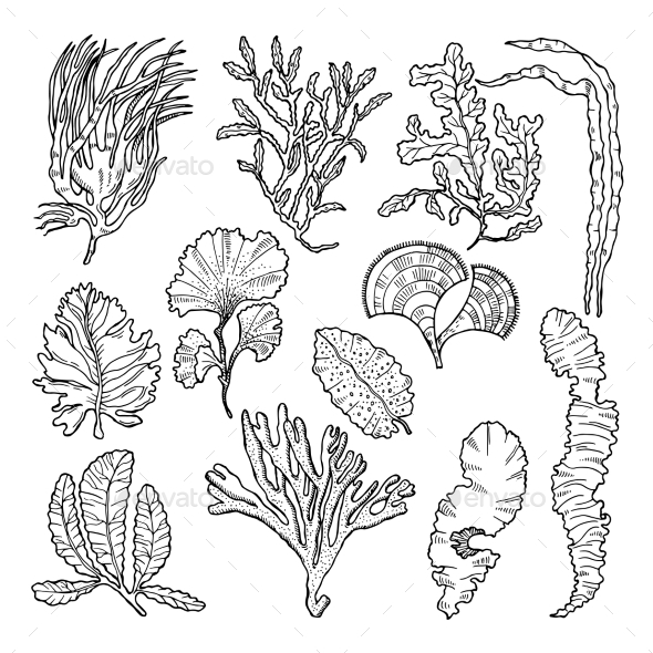 590x590 Marine Sketch With Different Underwater Plants By Onyxprj - Undersea Sketch