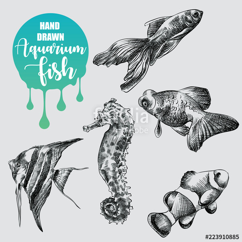 500x500 Set Of Hand Drawn Aquarium Fish Sketch Isolated On White - Undersea Sketch