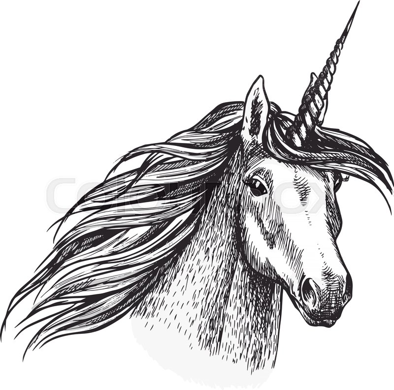 800x791 Unicorn, Fantasy Animal Sketch With Head Of Fairy Horned Horse Or - Unicorn Head Sketch