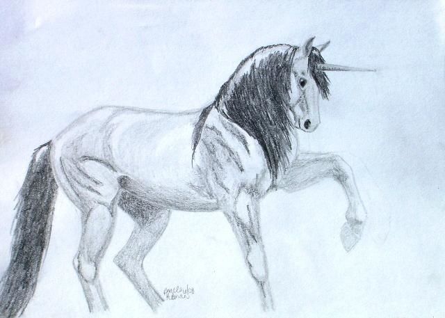 640x457 Unicorn (Angela Keenan) - Unicorn Pencil Sketch