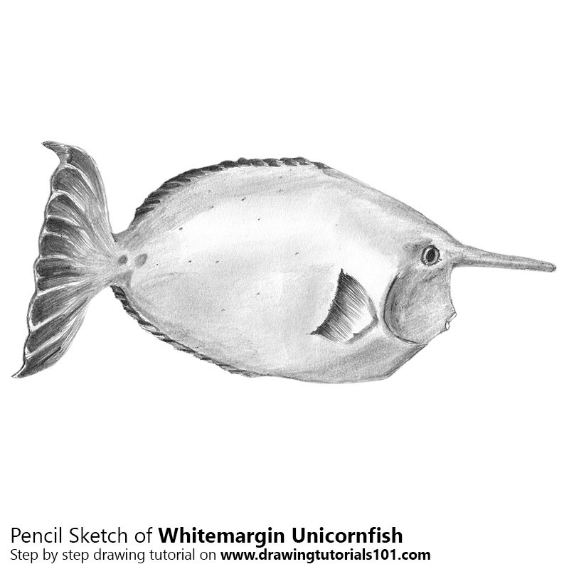 800x800 Whitemargin Unicornfish Pencil Drawing - Unicorn Pencil Sketch