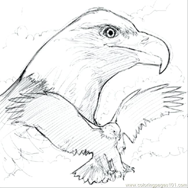 650x650 Bald Eagle Coloring - United States Sketch