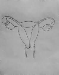 199x253 Image Result For Drawing Outline Uterus The Paradox Of - Uterus Sketch