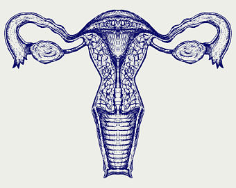 340x270 Uterus Art Etsy - Uterus Sketch